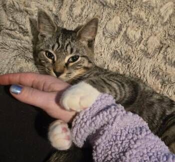 Domestic Short Hair Cats Available for Adoption in Windsor, Connecticut - 2025-93 Kat Yaz - In Foster | PetCurious