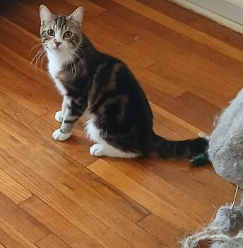 Rescue Domestic Short Hair and Tabby Cats for Adoption in New York, New York - Fire *foster Needed* | PetCurious