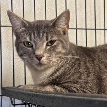Shelby -  Domestic Short Hair Cat for Adoption in Saginaw, Michigan - Shelby | PetCurious