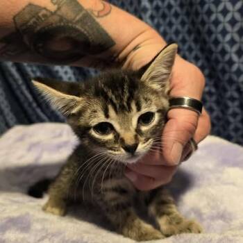 Rescue Domestic Short Hair Cats for Adoption in Jacksonville, Oregon - Marty Maraschino | PetCurious