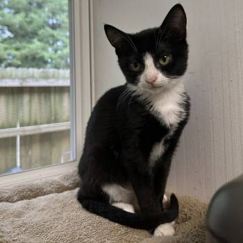 Rescue Domestic Short Hair Cats for Adoption in Blue Ridge, Georgia - Tigerlily | PetCurious