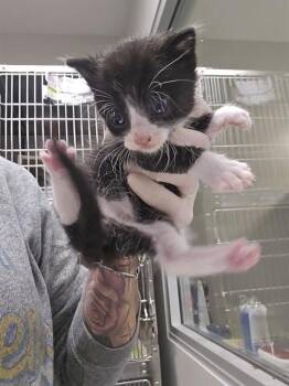 BOB -  Domestic Short Hair Cat for Adoption in Thousand Palms, California - BOB | PetCurious