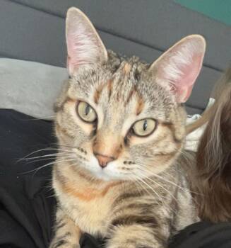 Rescue Domestic Short Hair Cats for Adoption in Des Moines, Iowa - Meatloaf | PetCurious