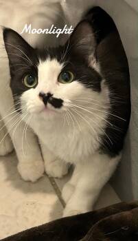 Domestic Short Hair Cats Available for Adoption in Naugatuck, Connecticut - Moonlight | PetCurious