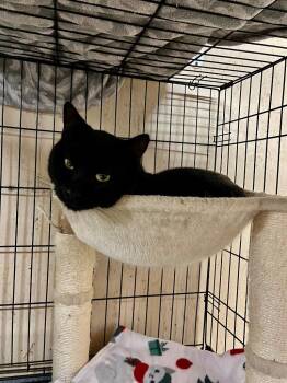 Domestic Short Hair Cats Available for Adoption in Sherwood, Oregon - Jello K | PetCurious