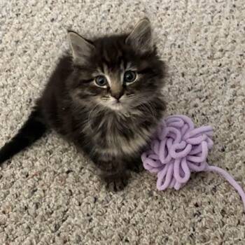 Domestic Long Hair Cats Available for Adoption in Bordentown, New Jersey - Ringo | PetCurious