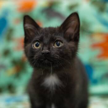 Lester -  Domestic Medium Hair Cat for Adoption in Chaska, Minnesota - Lester | PetCurious