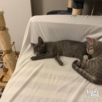 Artemis -  Domestic Short Hair Cat for Adoption in Washington, District Of Columbia - Artemis | PetCurious