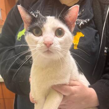 Domestic Short Hair Cats Available for Adoption - Clover | PetCurious