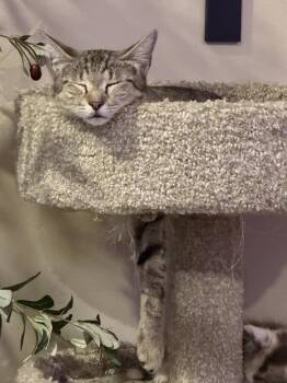 Delilah -  Domestic Short Hair Cat for Adoption in West Palm Beach, Florida - Delilah | PetCurious