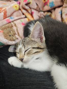 Rescue Domestic Short Hair Cats for Adoption in Bellevue, Nebraska - Rotini | PetCurious