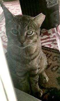 Rescue Domestic Short Hair Cats for Adoption in Seven Valleys, Pennsylvania - Freddy | PetCurious