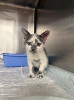 Terry -  Domestic Short Hair Cat for Adoption in Crystal Springs, Mississippi - Terry | PetCurious