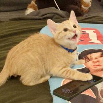 Domestic Short Hair Cats Available for Adoption - Rupert | PetCurious