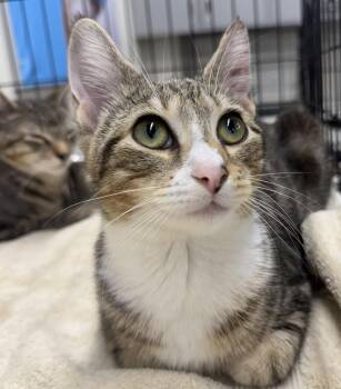 Lincoln -  Domestic Short Hair Cat for Adoption in Bridgeport, Connecticut - Lincoln | PetCurious