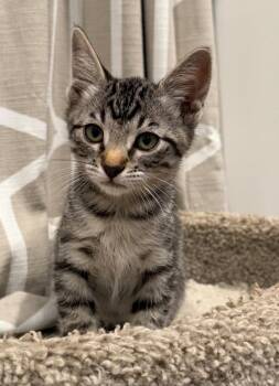 Edgar Allan Poe -  Tabby Cat for Adoption in San Juan Capistrano, California - Edgar Allan Poe | PetCurious
