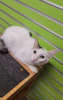 TARRA -  Domestic Short Hair Cat for Adoption in St. Peters, Missouri - TARRA | PetCurious