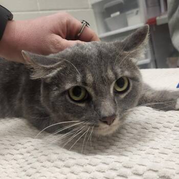 Berlioz -  Domestic Short Hair Cat for Adoption in Murray, Utah - Berlioz | PetCurious