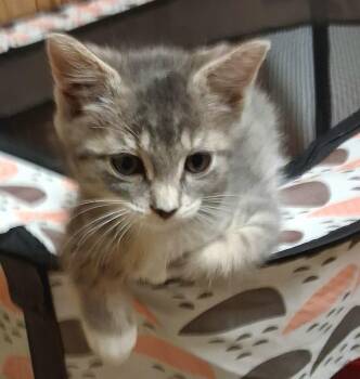 Reagan -  Tabby Cat for Adoption in Wayne, New Jersey - Reagan | PetCurious