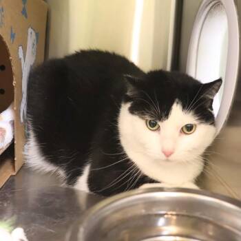 Domestic Short Hair Cats Available for Adoption in Sioux City, Iowa - Cici | PetCurious