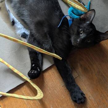 Bronson -  Domestic Short Hair Cat for Adoption in Medina, Ohio - Bronson | PetCurious