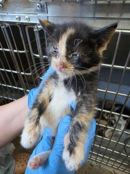 Pepperoni -  Domestic Short Hair Cat for Adoption in Burnsville, North Carolina - Pepperoni | PetCurious