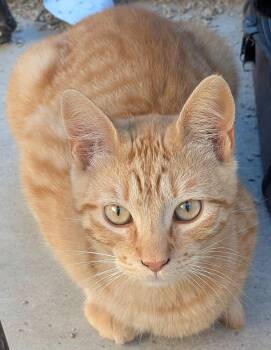 American Shorthair Cats Available for Adoption in Tracy, California - Max | PetCurious