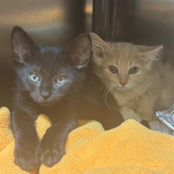 Flotsam -  Domestic Medium Hair Cat for Adoption in Charlottesville, Virginia - Flotsam | PetCurious