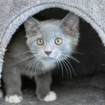 Domestic Short Hair Cats Available for Adoption - Maureen | PetCurious