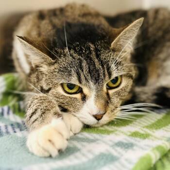 Snuggles  -  Domestic Short Hair Cat Available for Adoption in Jackson Township, New Jersey - Snuggles  | PetCurious