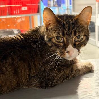 Wiley -  American Shorthair and Bengal Cat for Adoption in Hemet, California - Wiley | PetCurious