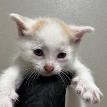 Carmel -  Domestic Medium Hair Cat for Adoption in West Olive, Michigan - Carmel | PetCurious