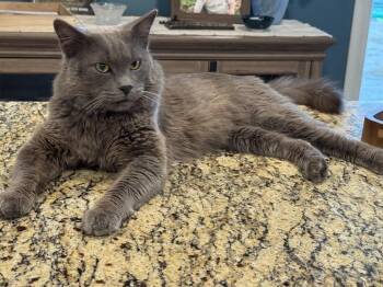 Russian Blue Cats Available for Adoption in Beaumont, California - BLUE | PetCurious