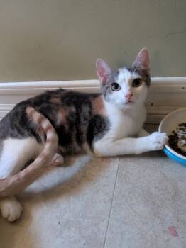 Peach (female) -  Domestic Short Hair Cat for Adoption - Peach (female) | PetCurious