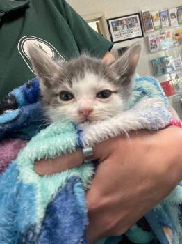 Jonesy -  Domestic Short Hair Cat for Adoption in Chico, California - Jonesy | PetCurious