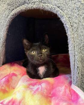 Janellis -  Domestic Short Hair Cat for Adoption in Freeport, New York - Janellis | PetCurious