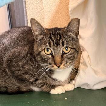 Mando -  Domestic Short Hair Cat Available for Adoption in Goleta, California - Mando | PetCurious