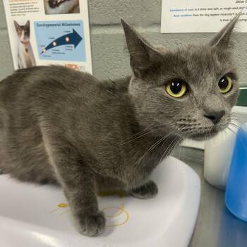 Starla -  Domestic Short Hair Cat for Adoption in Allentown, Pennsylvania - Starla | PetCurious