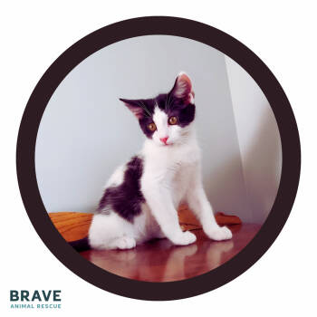 Rescue Domestic Short Hair Cats for Adoption in Lincoln, Nebraska - Adama | PetCurious