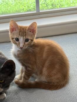 Blaze CC 5 -  Domestic Short Hair and Tabby Cat for Adoption in Dallas, Texas - Blaze CC 5 | PetCurious