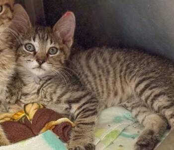 Sadie -  Domestic Short Hair Cat for Adoption in Verona, Wisconsin - Sadie | PetCurious