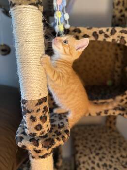 Ace -  Domestic Medium Hair Cat for Adoption in Bethel Park, Pennsylvania - Ace | PetCurious