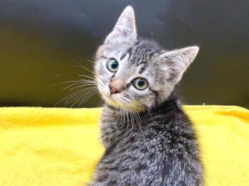 Banh Mi -  Domestic Short Hair Cat for Adoption in Portland, Oregon - Banh Mi | PetCurious