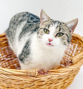 Turkish Van and Tabby Cats Available for Adoption in Bedford Hills, New York - Sadie Is Just Bubbling With Excitement To Meet You!  VIDEO Of Th | PetCurious