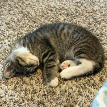 Millie -  Domestic Short Hair Cat for Adoption in West Olive, Michigan - Millie | PetCurious