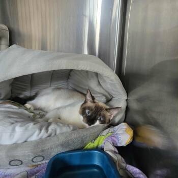 Rescue Snowshoe and Siamese Cats for Adoption in West Branch, Michigan - Marsha | PetCurious