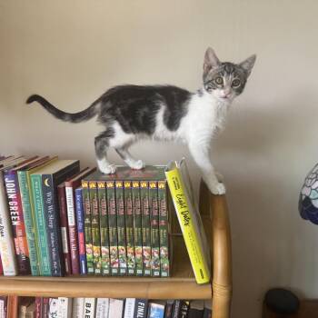 Petunia -  Domestic Short Hair Cat for Adoption in Los Angeles, California - Petunia | PetCurious