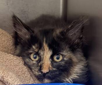Twix -  Domestic Long Hair Cat for Adoption in Challis, Idaho - Twix | PetCurious