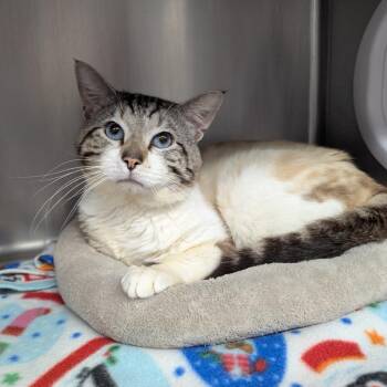 Siamese Cats Available for Adoption in Aberdeen, Washington - Latte | PetCurious