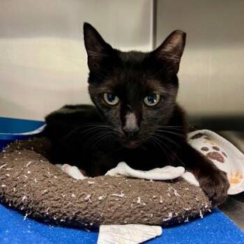 Starberry -  Domestic Short Hair Cat for Adoption in Fort Worth, Texas - Starberry | PetCurious